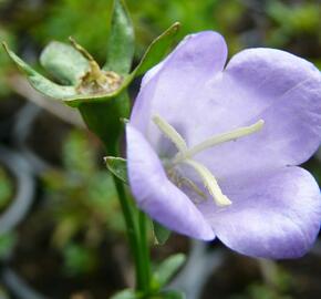 Zvonek broskvolistý 'Coerulea' - Campanula persicifolia 'Coerulea'