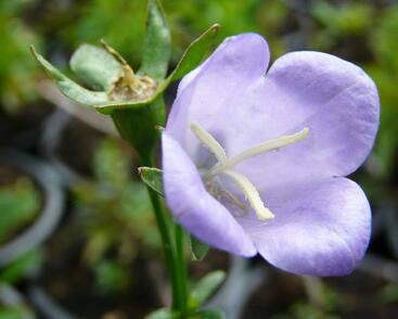 Zvonek broskvolistý 'Coerulea'