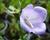 Zvonek broskvolistý 'Coerulea'