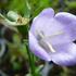 zvonek-broskvolisty-coerulea.jpg