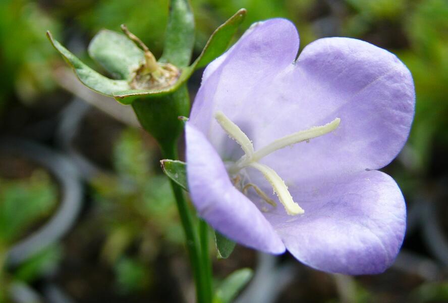 Zvonek broskvolistý 'Coerulea' - Campanula persicifolia 'Coerulea'