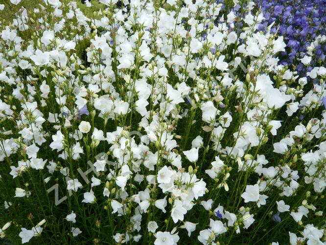 Zvonek broskvolistý 'Alba' - Campanula persicifolia 'Alba'