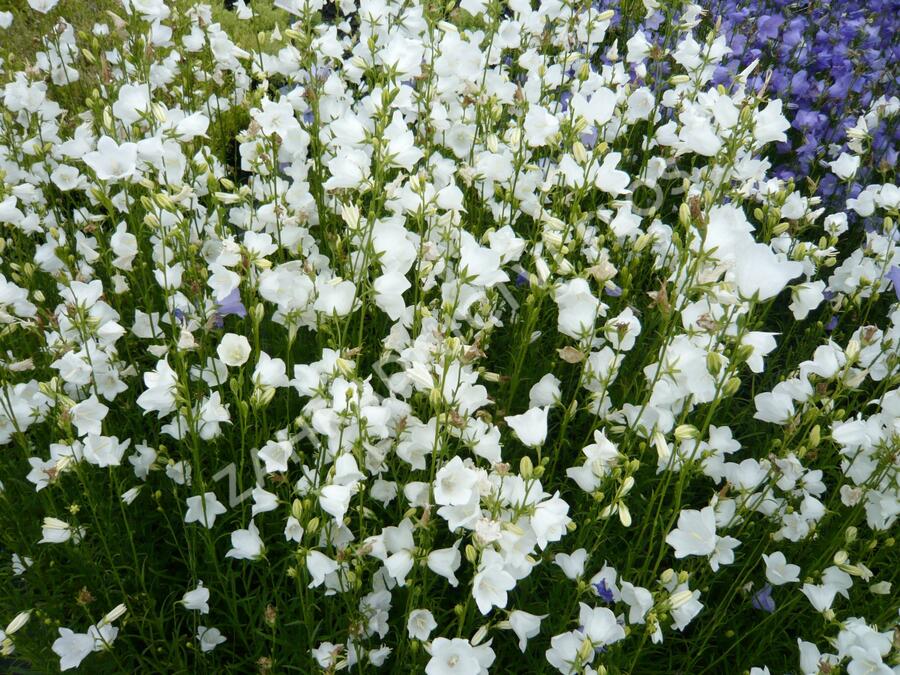 Zvonek broskvolistý 'Alba' - Campanula persicifolia 'Alba'
