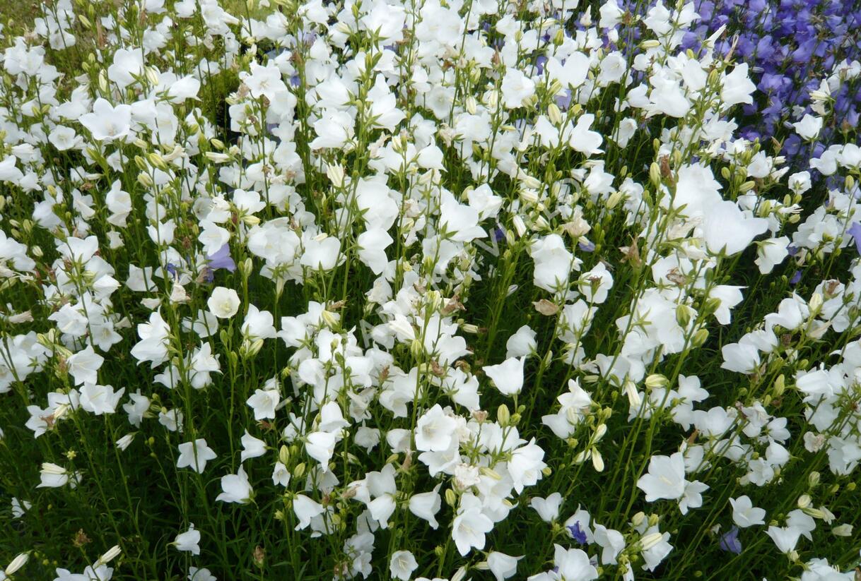Zvonek broskvolistý 'Alba' - Campanula persicifolia 'Alba'