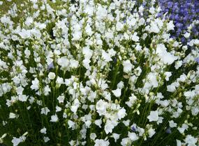 Zvonek broskvolistý 'Alba' - Campanula persicifolia 'Alba'