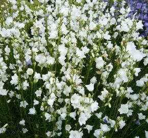 Zvonek broskvolistý 'Alba' - Campanula persicifolia 'Alba'