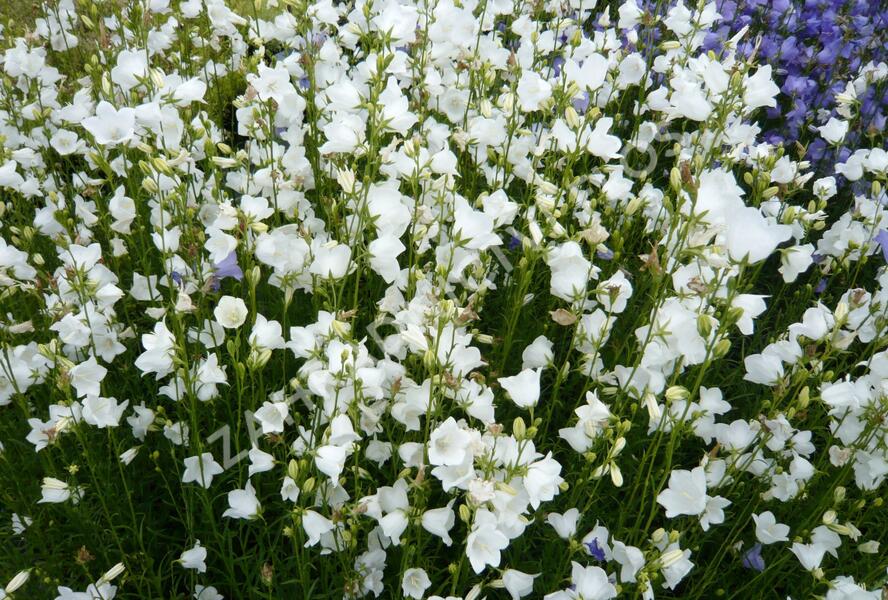 Zvonek broskvolistý 'Alba' - Campanula persicifolia 'Alba'