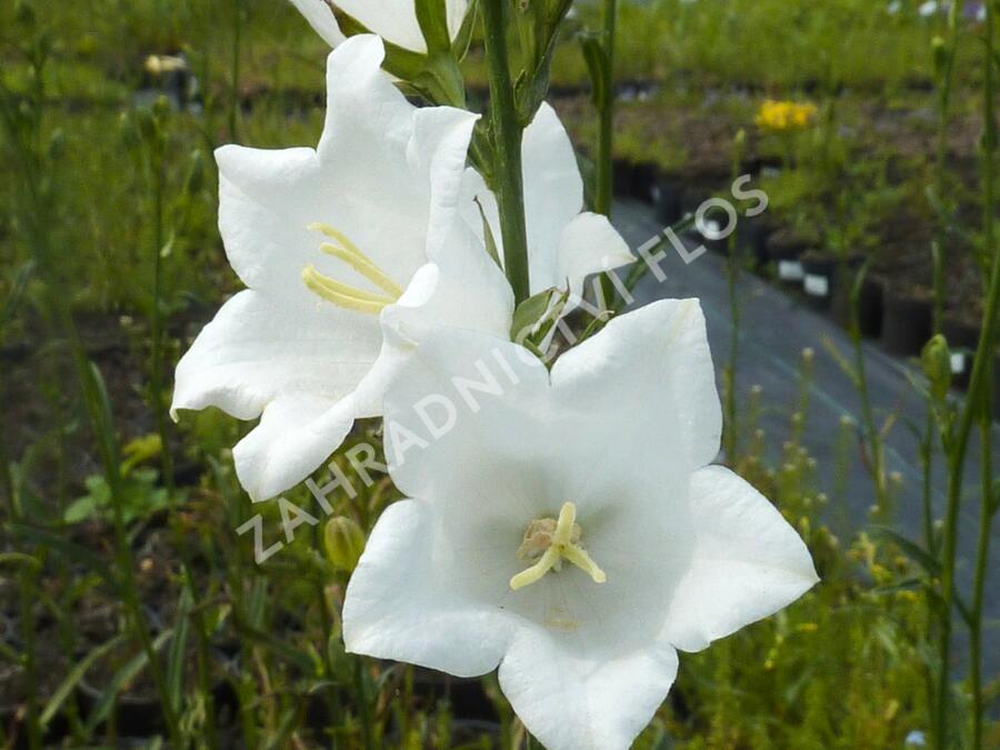 Zvonek broskvolistý 'Alba' - Campanula persicifolia 'Alba'