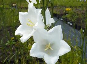 Zvonek broskvolistý 'Alba' - Campanula persicifolia 'Alba'