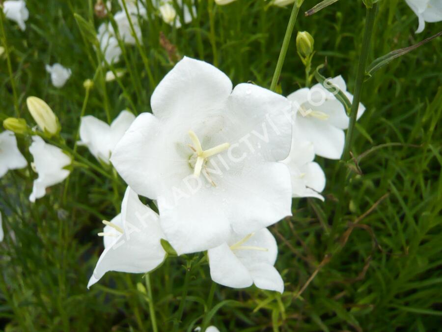 Zvonek broskvolistý 'Alba' - Campanula persicifolia 'Alba'