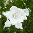 Zvonek broskvolistý 'Alba' - Campanula persicifolia 'Alba'
