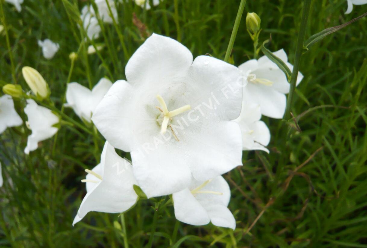 Zvonek broskvolistý 'Alba' - Campanula persicifolia 'Alba'