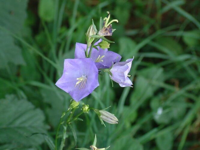 Zvonek broskvolistý - Campanula persicifolia