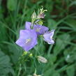 Zvonek broskvolistý - Campanula persicifolia