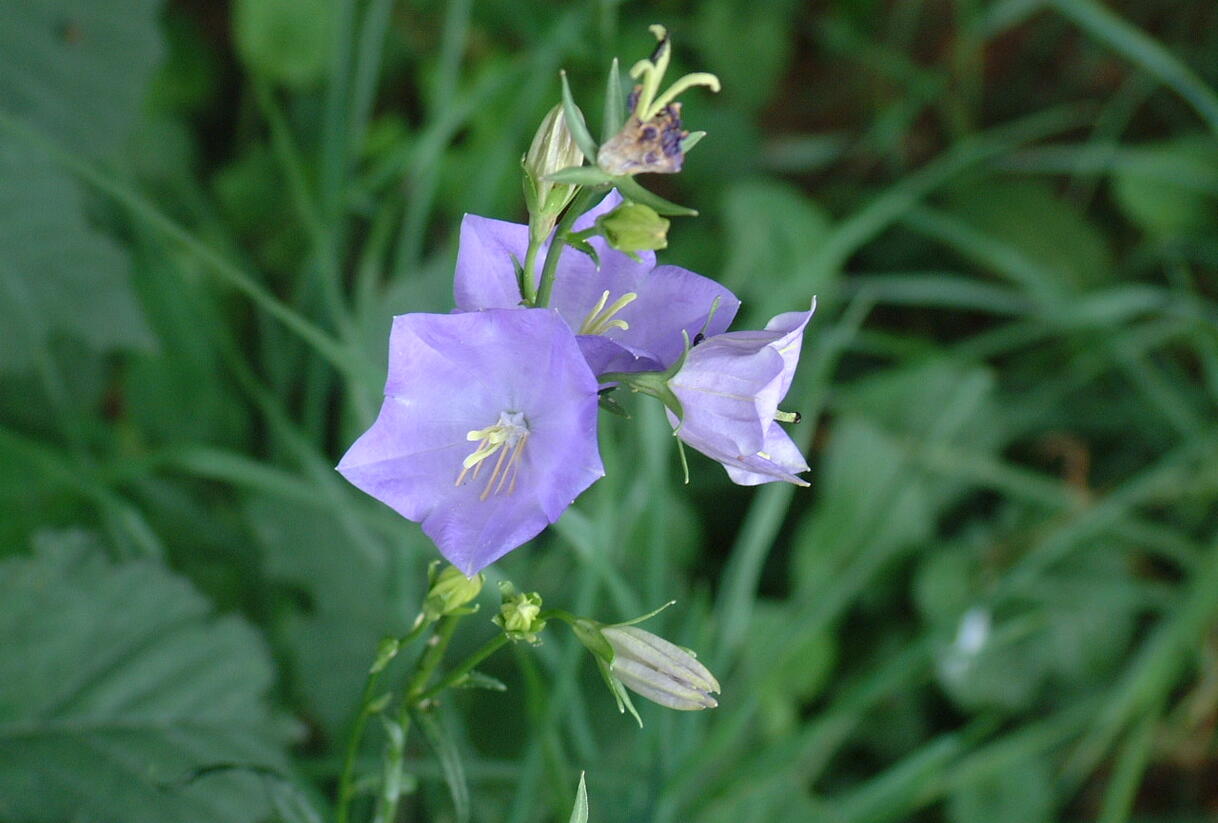 Zvonek broskvolistý - Campanula persicifolia