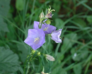 Zvonek broskvolistý