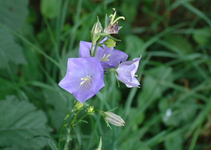 Zvonek broskvolistý - Campanula persicifolia