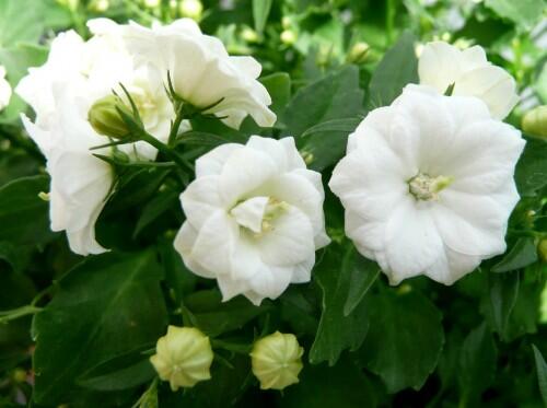 Zvonek 'Bali White' - Campanula haylodgensis 'Bali White'