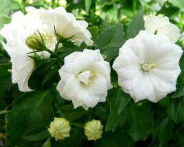 Zvonek 'Bali White'