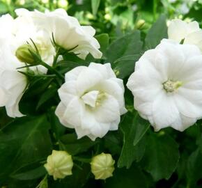 Zvonek 'Bali White'