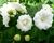 Zvonek 'Bali White'
