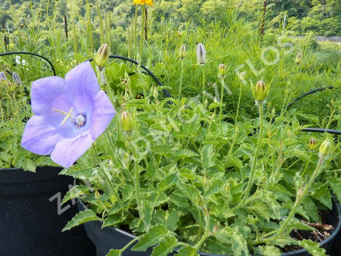 Zvonek karpatský 'Karl Foerster' - Campanula carpatica var. turbinata 'Karl Foerster'