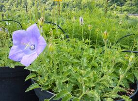 Zvonek karpatský 'Karl Foerster' - Campanula carpatica var. turbinata 'Karl Foerster'