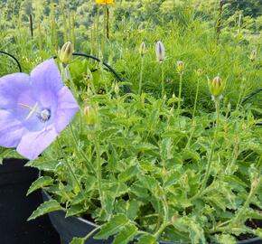 Zvonek karpatský 'Karl Foerster' - Campanula carpatica var. turbinata 'Karl Foerster'