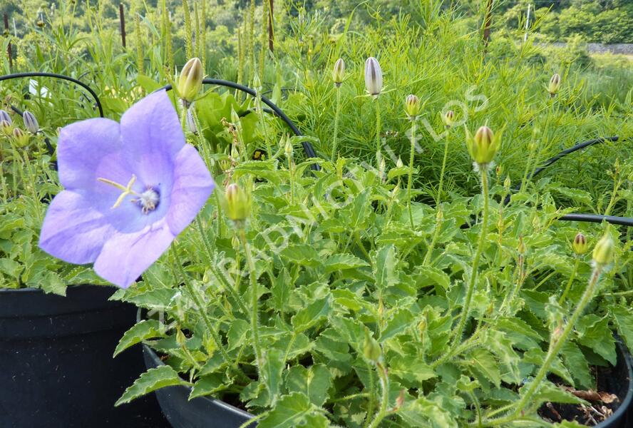 Zvonek karpatský 'Karl Foerster' - Campanula carpatica var. turbinata 'Karl Foerster'
