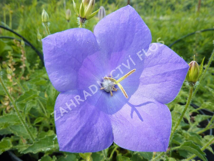 Zvonek karpatský 'Karl Foerster' - Campanula carpatica var. turbinata 'Karl Foerster'