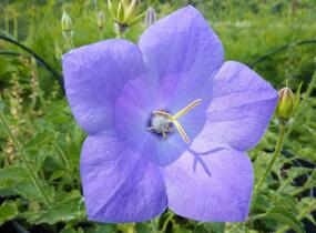Zvonek karpatský 'Karl Foerster' - Campanula carpatica var. turbinata 'Karl Foerster'