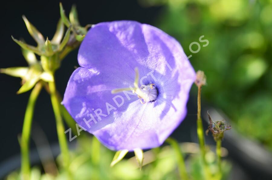 Zvonek karpatský 'Karl Foerster' - Campanula carpatica var. turbinata 'Karl Foerster'