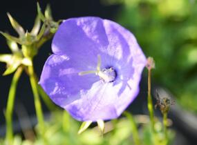 Zvonek karpatský 'Karl Foerster' - Campanula carpatica var. turbinata 'Karl Foerster'