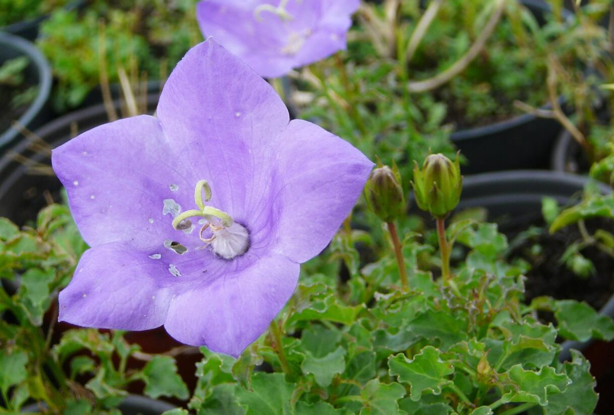 Zvonek karpatský 'Deep Blue Clips' - Campanula carpatica 'Deep Blue Clips'