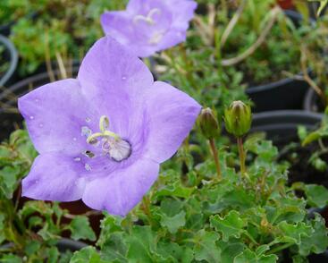 Zvonek karpatský 'Deep Blue Clips'