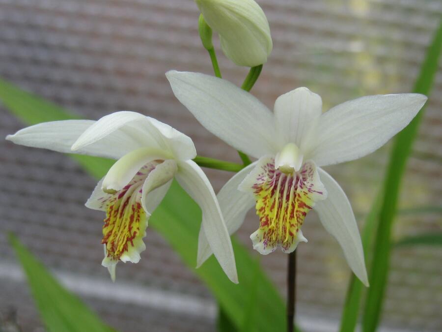 Orchidej vzpřímená 'Alba' - Bletilla striata 'Alba'