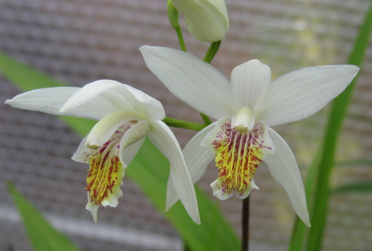 Orchidej vzpřímená 'Alba' - Bletilla striata 'Alba'