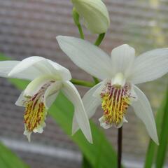 Orchidej vzpřímená 'Alba' - Bletilla striata 'Alba'