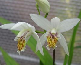 Orchidej vzpřímená 'Alba'