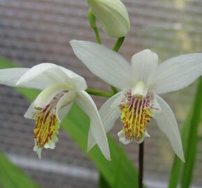 Orchidej vzpřímená 'Alba' - Bletilla striata 'Alba'