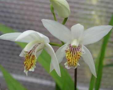 Orchidej vzpřímená 'Alba'