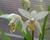 Orchidej vzpřímená 'Alba'