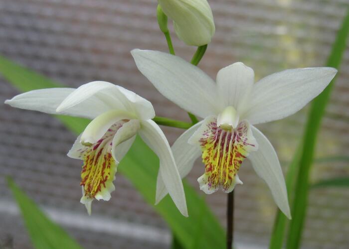 Orchidej vzpřímená 'Alba' - Bletilla striata 'Alba'
