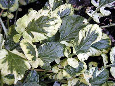 Barborka obecná 'Variegata' - Barbarea vulgaris 'Variegata'