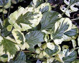 Barborka obecná 'Variegata'
