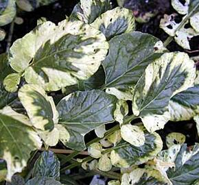 Barborka obecná 'Variegata'