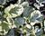 Barborka obecná 'Variegata'