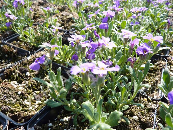 Tařička kosníkovitá 'Royal Violet' - Aubrieta deltoides 'Royal Violet'