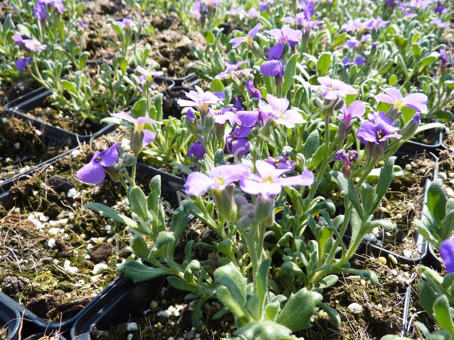 Tařička kosníkovitá 'Royal Violet' - Aubrieta deltoides 'Royal Violet'
