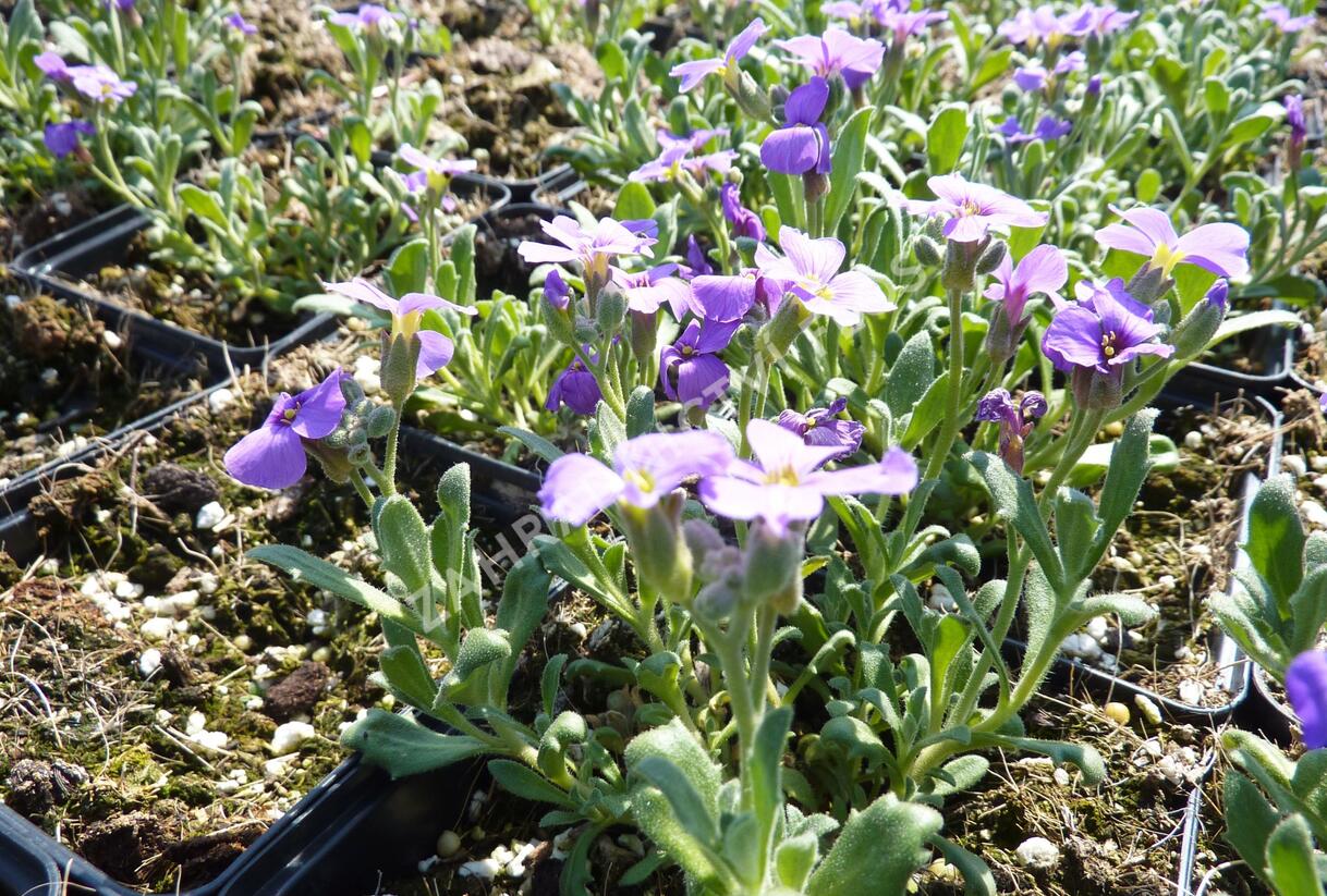 Tařička kosníkovitá 'Royal Violet' - Aubrieta deltoides 'Royal Violet'
